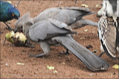 Corythaixoides concolor concolor