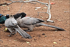 Corythaixoides concolor concolor