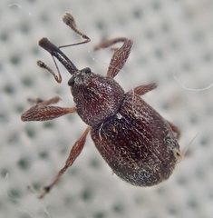 Anthonomus bituberculatus