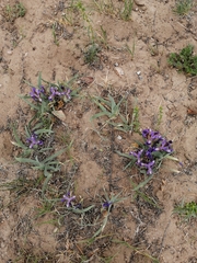 Iris glaucescens