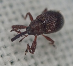 Anthonomus bituberculatus