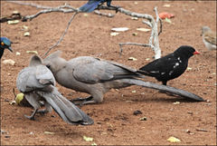 Corythaixoides concolor concolor