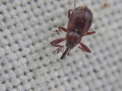 Anthonomus bituberculatus