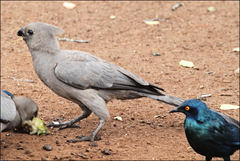 Corythaixoides concolor concolor