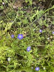 Nemophila pulchella