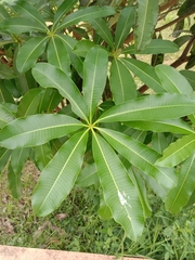 Alstonia