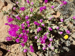 Drosanthemum hispidum
