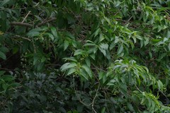 Cestrum laevigatum