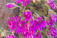 Drosanthemum hispidum