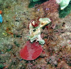 Teichonopsis labyrinthica