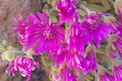 Drosanthemum hispidum