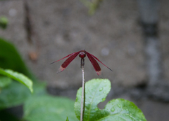 Neurothemis ramburii
