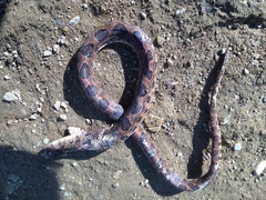 Leptodeira rhombifera