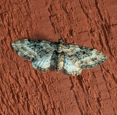 Eupithecia rotundopuncta