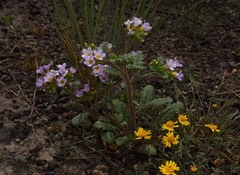 Phacelia suaveolens