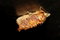 Demonarosa rufotessellata