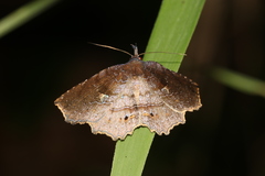 Eutrogia morosa