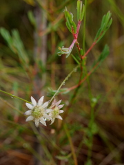 Darwinia biflora