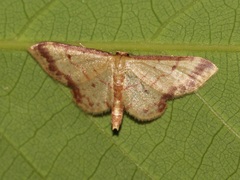 Idaea paraula