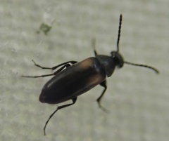 Anaspis fasciata
