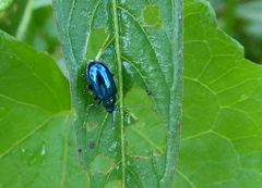 Altica cyanea