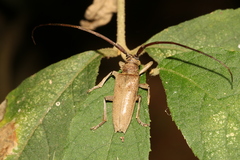 Peblephaeus decoloratus