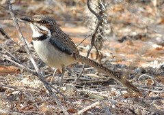 Uratelornis chimaera