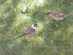 Passer melanurus melanurus