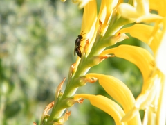 Passer melanurus melanurus