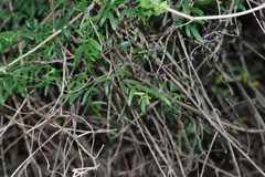 Secamone filiformis