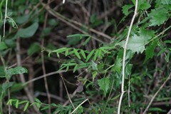 Secamone filiformis