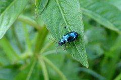 Altica cyanea