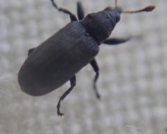 Magdalis ruficornis