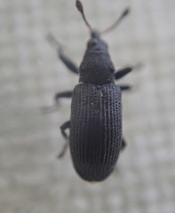 Magdalis ruficornis