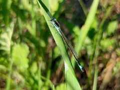Ischnura elegans