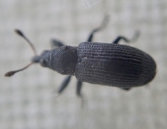Magdalis ruficornis