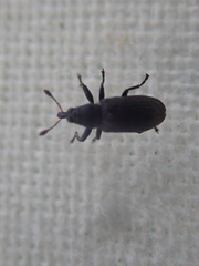 Magdalis ruficornis