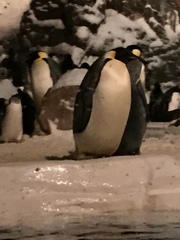 Aptenodytes forsteri