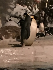 Aptenodytes forsteri