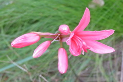 Nerine