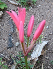 Nerine