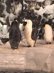 Aptenodytes forsteri