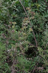 Berkheya bipinnatifida