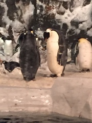 Aptenodytes forsteri