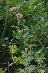 Berkheya bipinnatifida