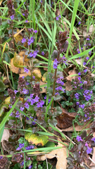 Glechoma hederacea