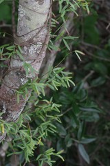 Secamone filiformis