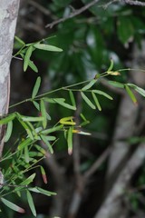 Secamone filiformis