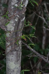Secamone filiformis