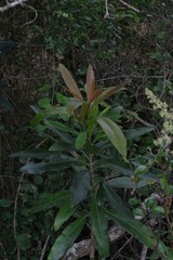 Protorhus longifolia